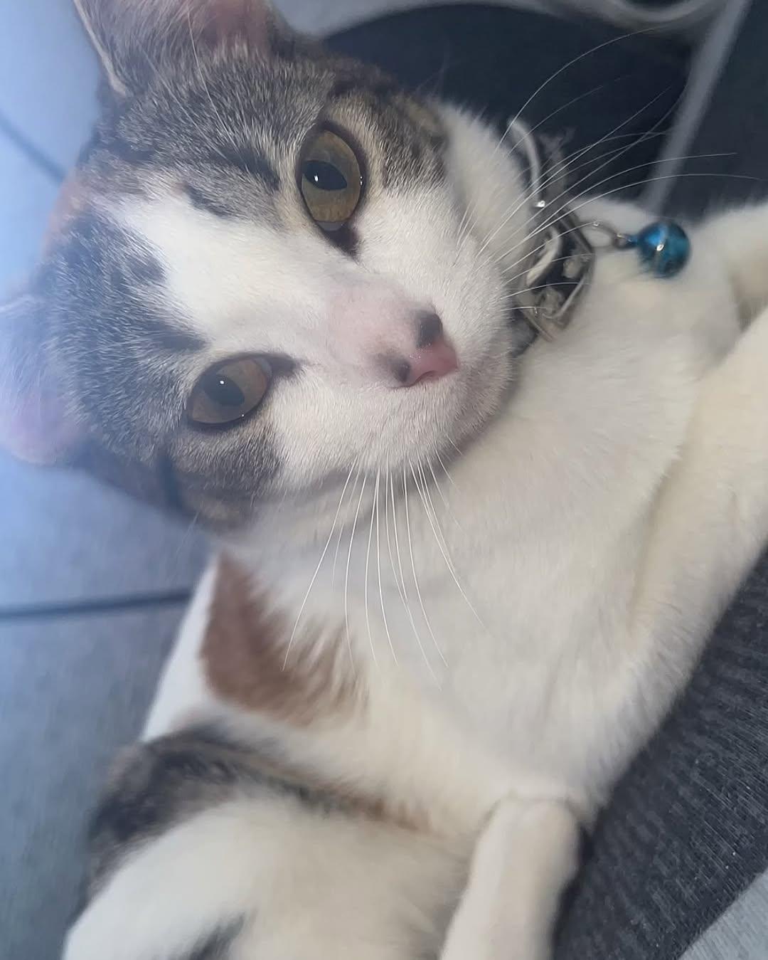 BLANQUI, KITTY (4/6)