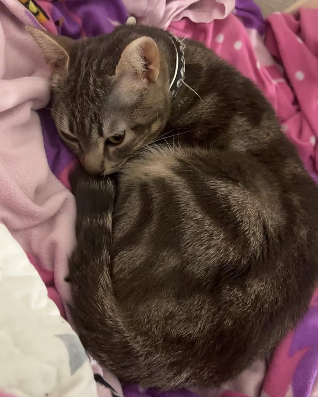 BLANQUI, KITTY (6/6)