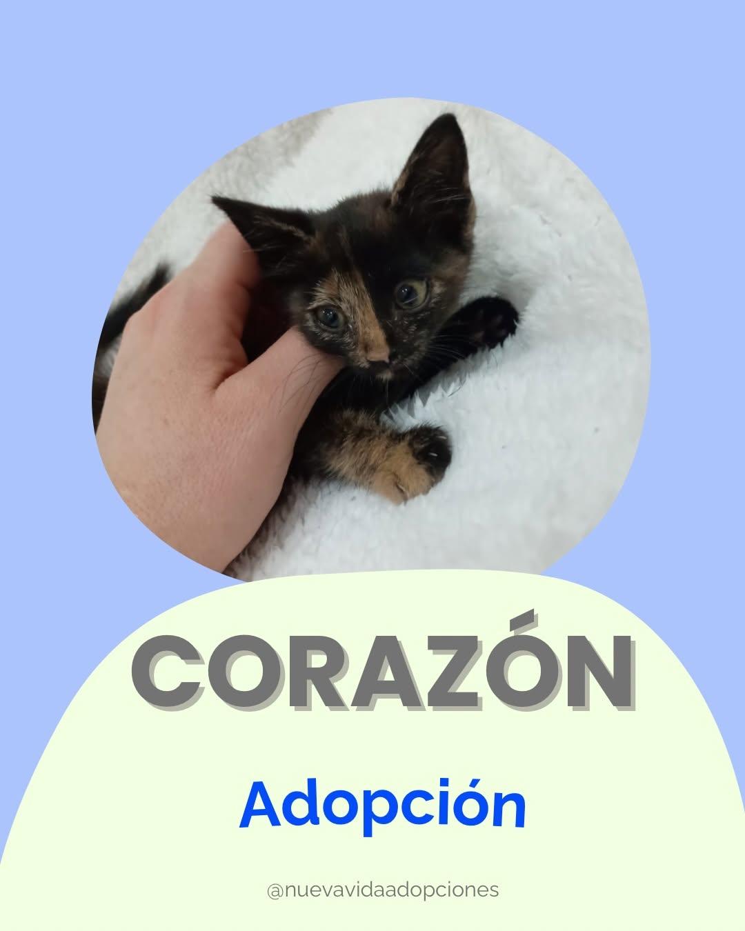 CORAZÓN DE MIEL (1/2)