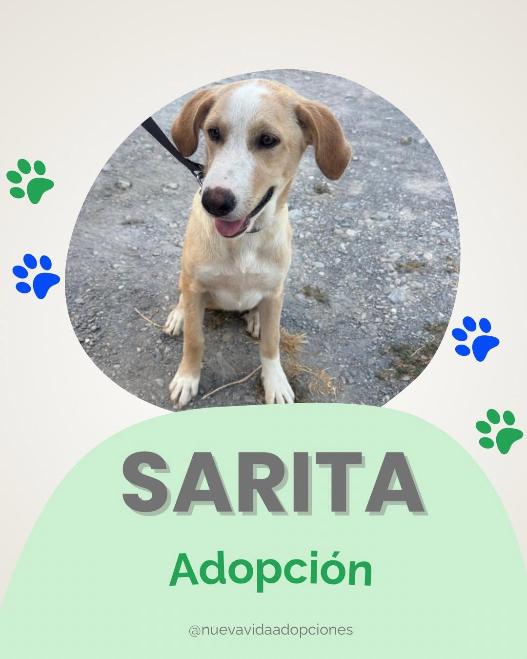 Sarita (1/4)