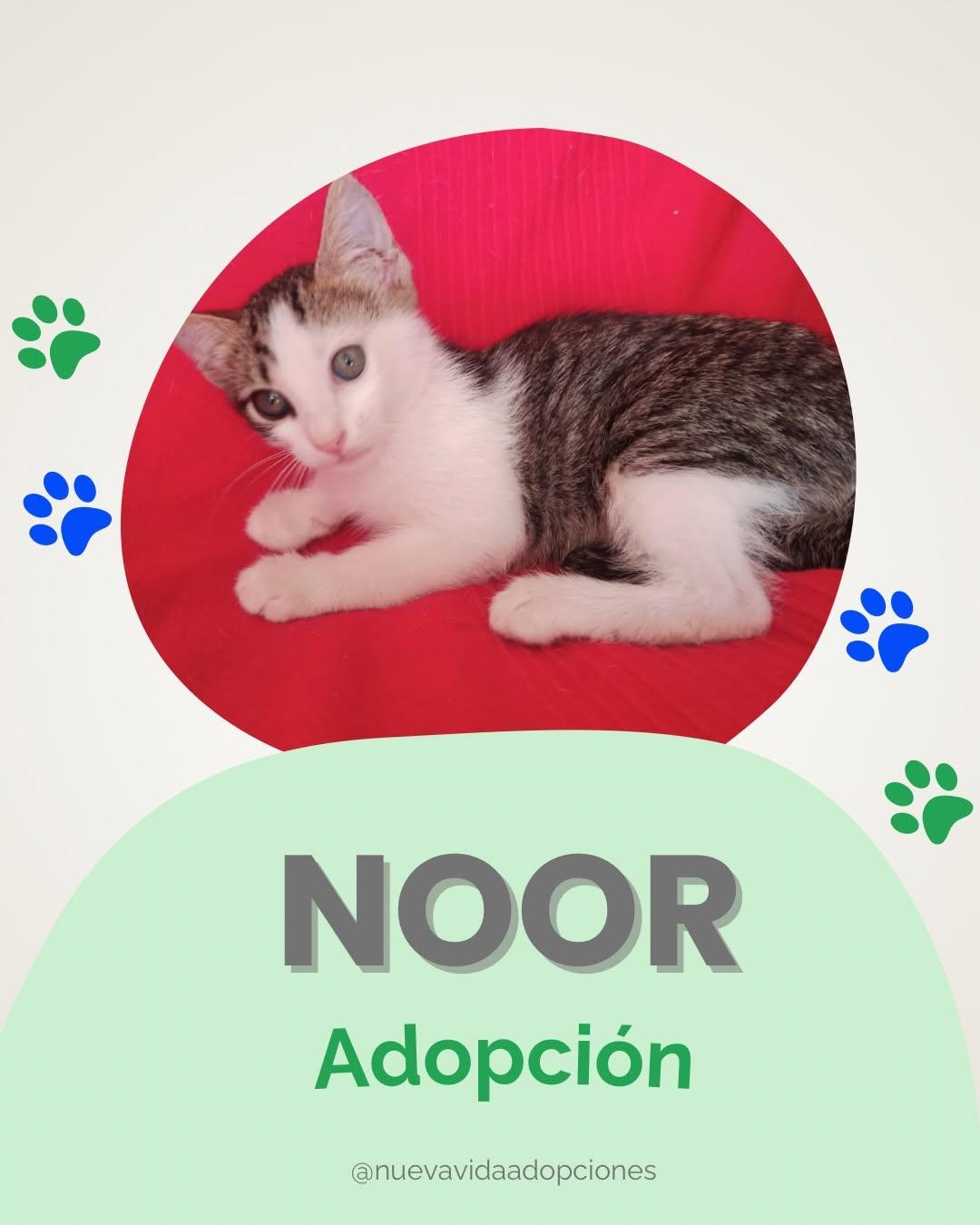 NOOR (1/4)