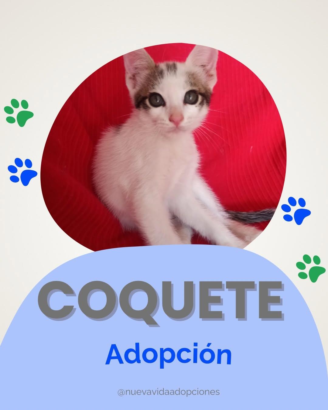 COQUETE (1/4)