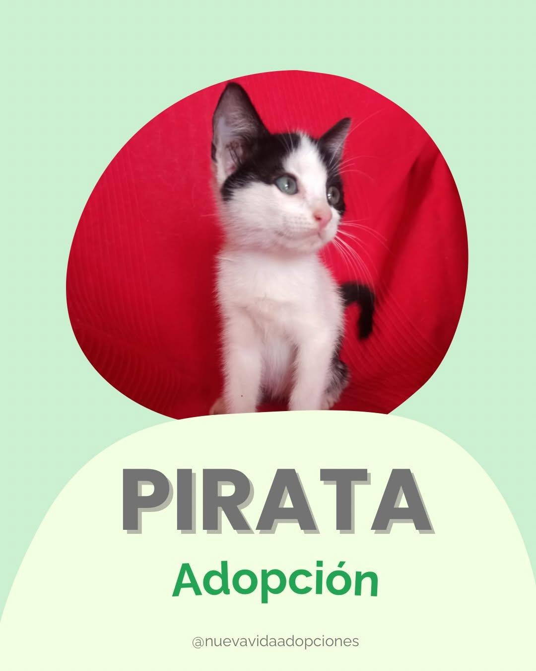 Pirata (1/3)