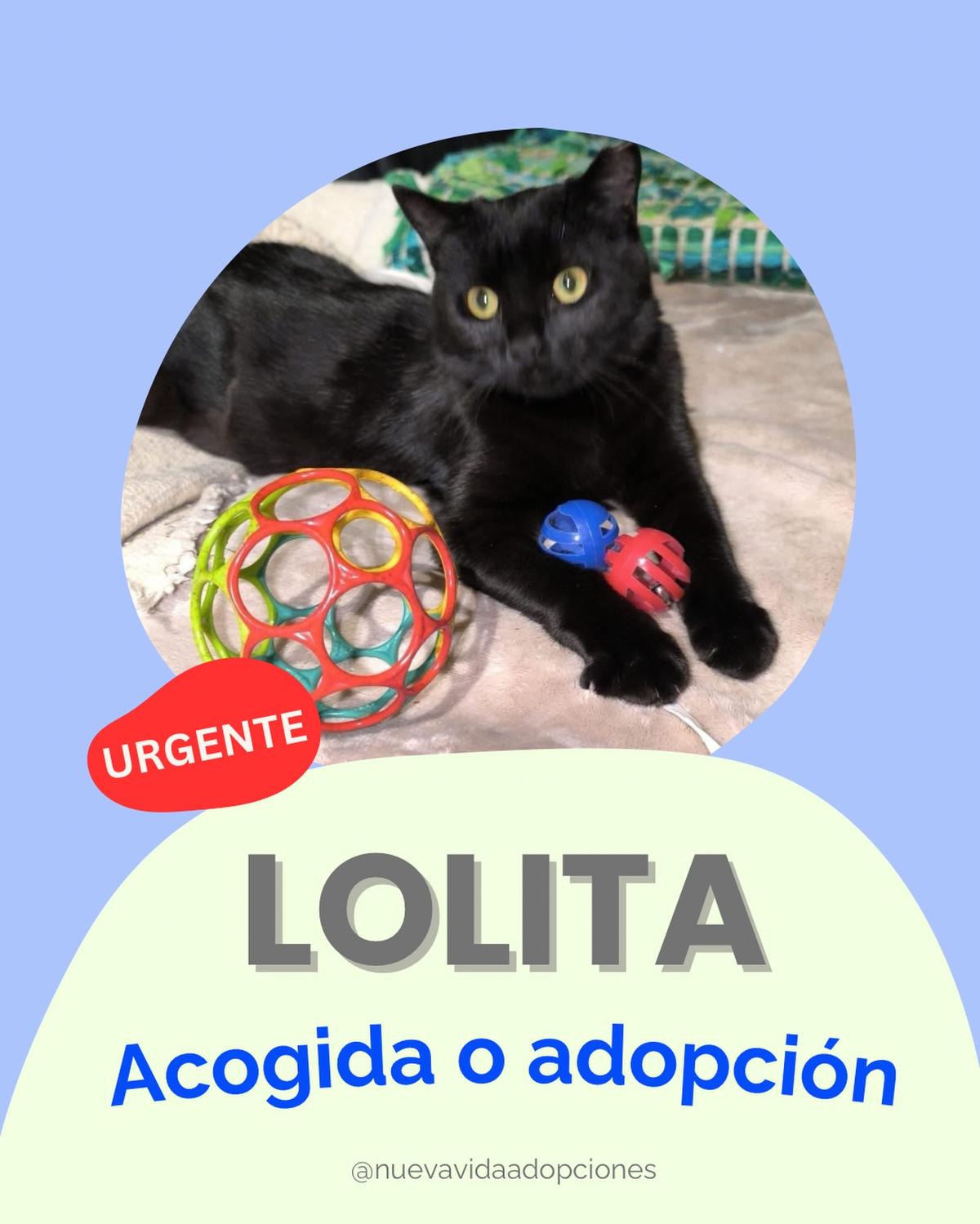 Lolita (1/14)