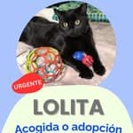 Lolita (14/14)