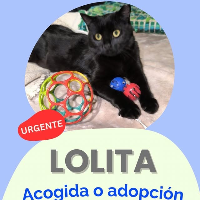 Lolita (10/14)
