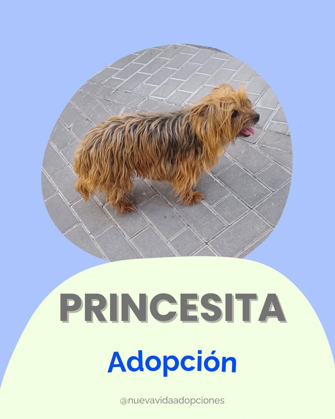 PRINCESITA DE PITIMINÍ (1/4)