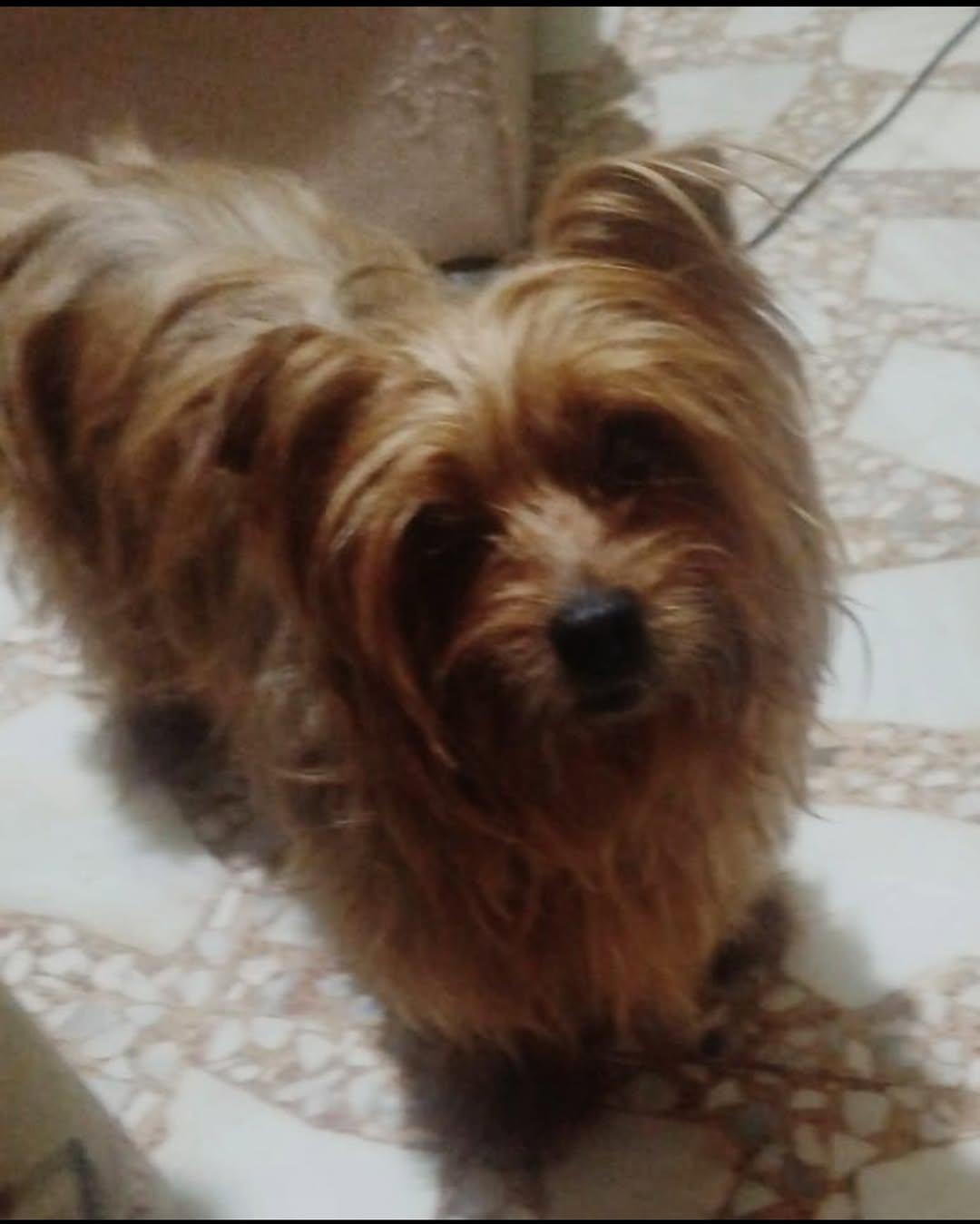 PRINCESITA DE PITIMINÍ (3/4)