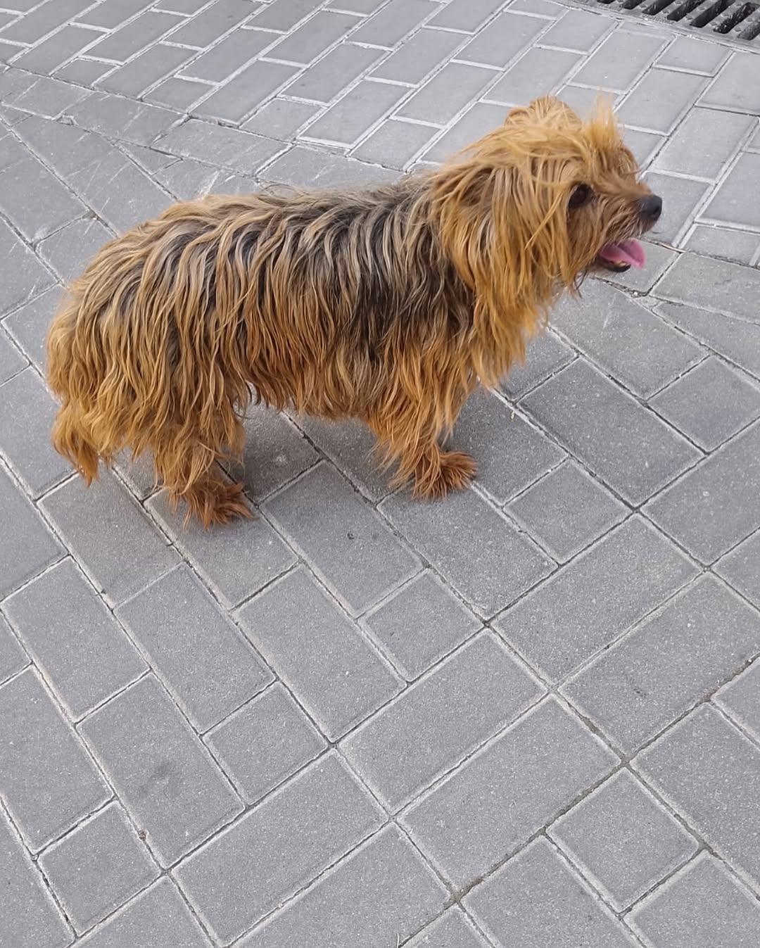 PRINCESITA DE PITIMINÍ (4/4)