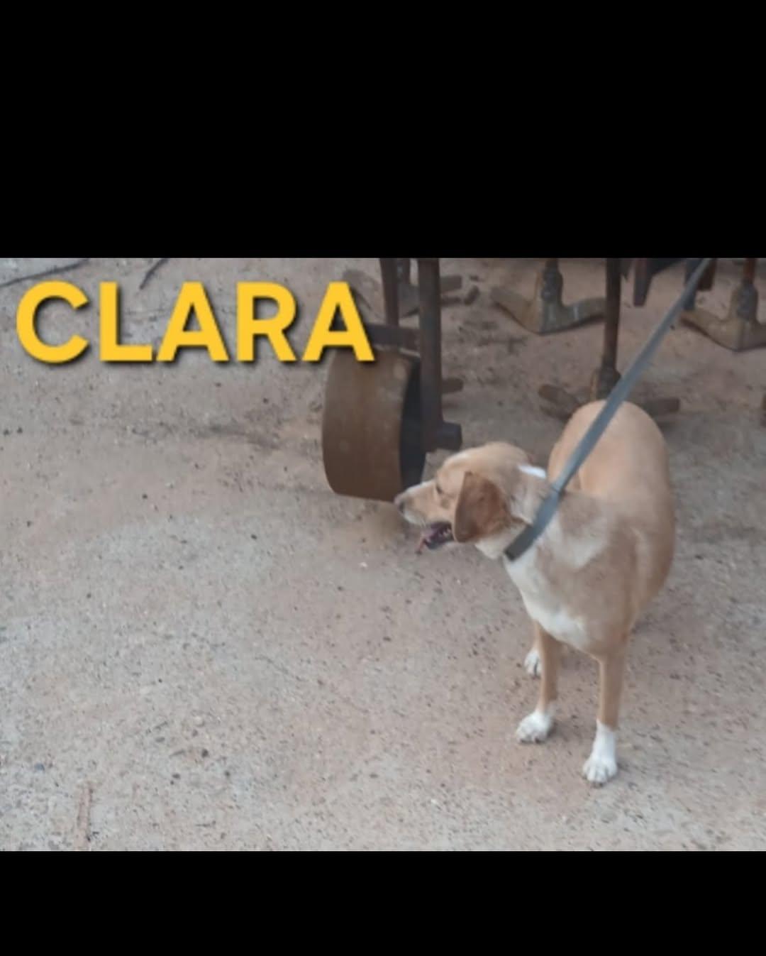 CLARITA (3/4)