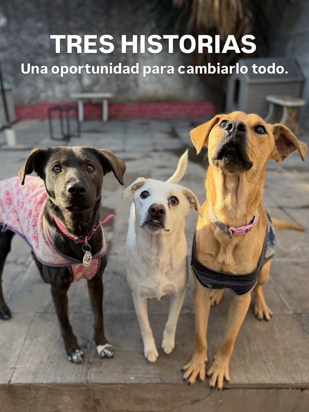 Mumi, Rubius, Fiby (1/12)