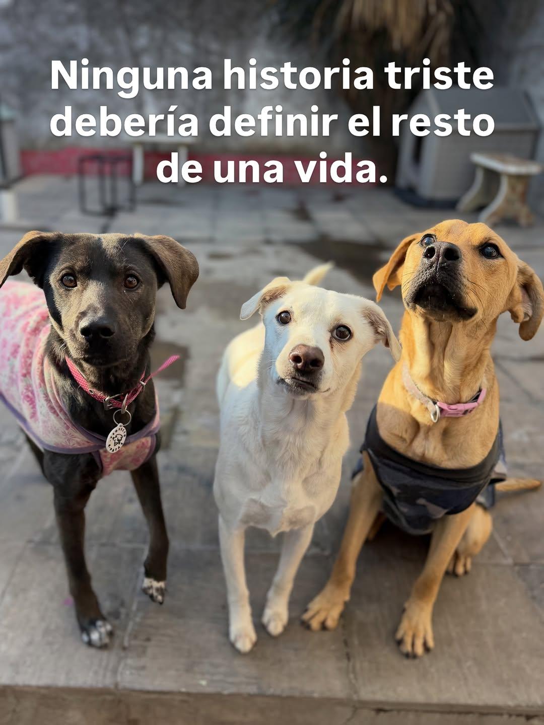 Mumi, Rubius, Fiby (12/12)