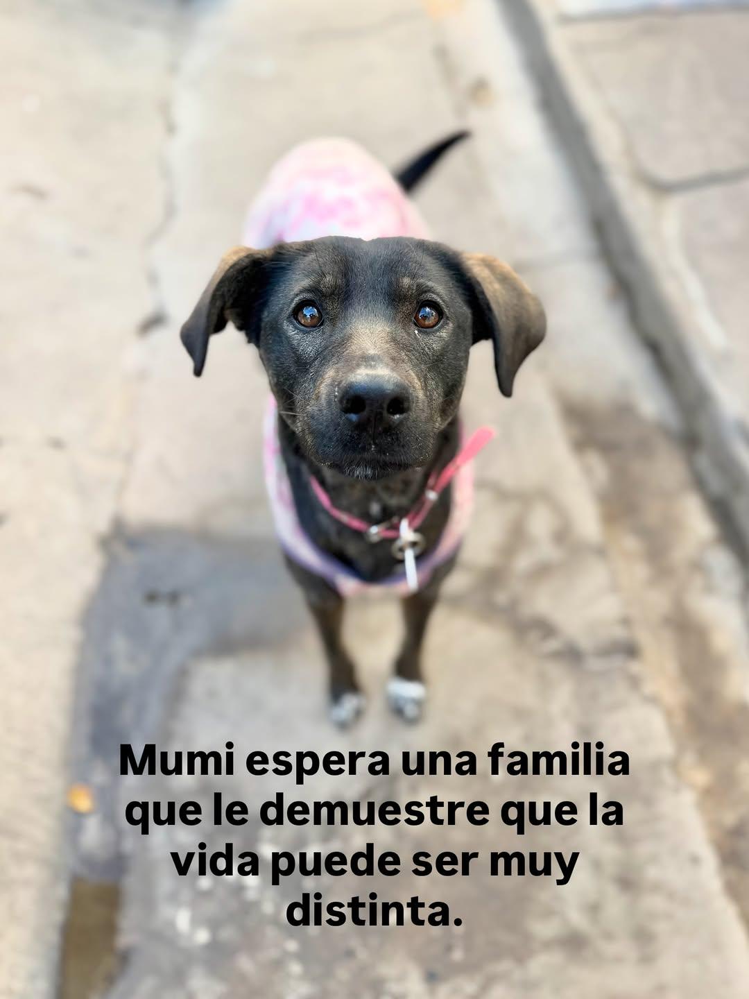 Mumi, Rubius, Fiby (5/12)