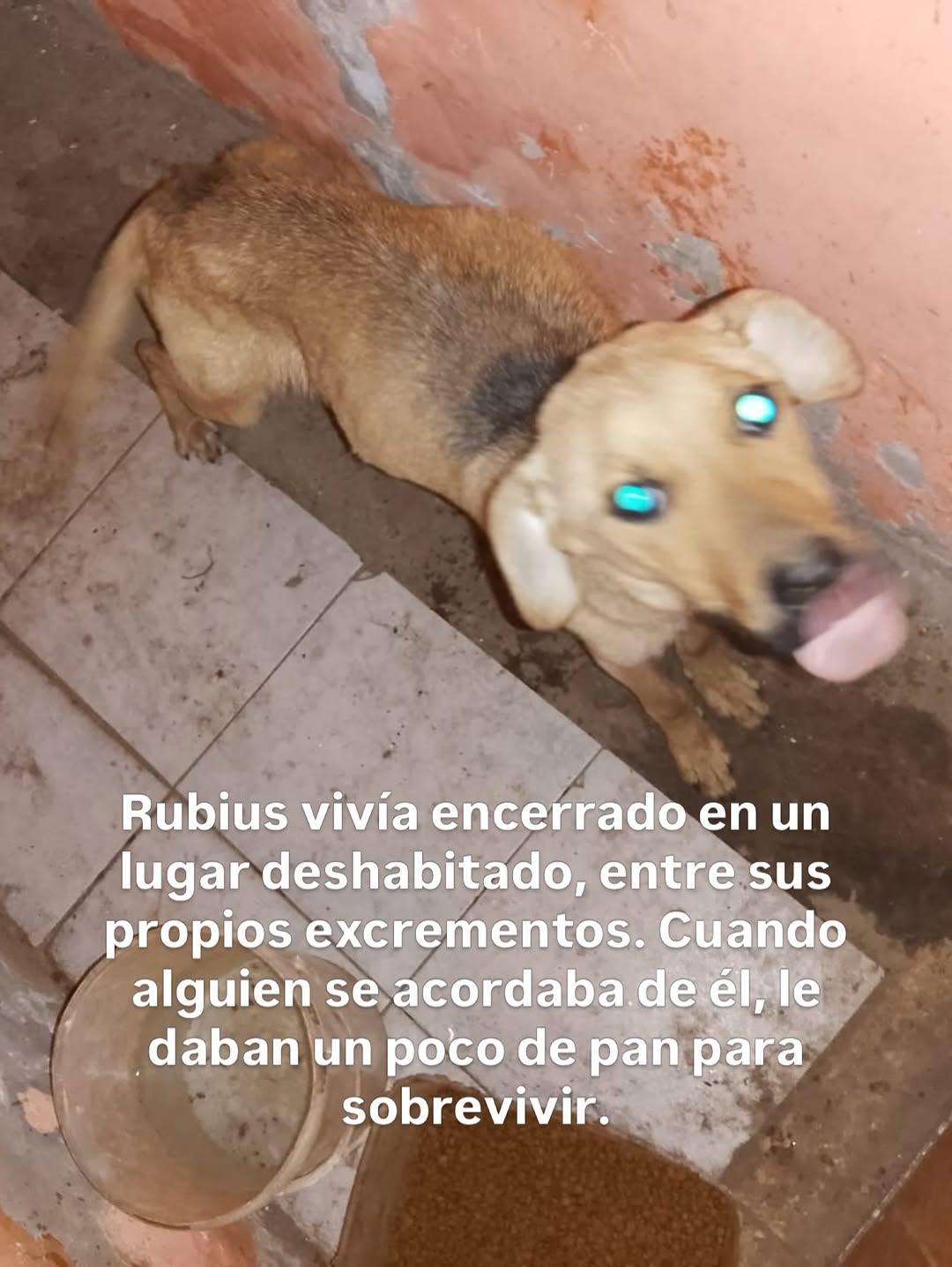 Mumi, Rubius, Fiby (6/12)