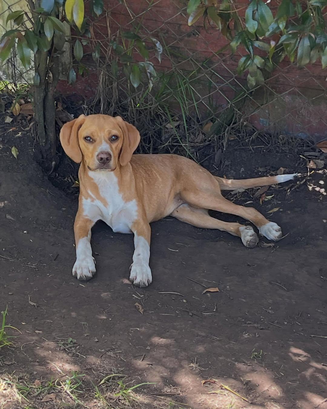 Cafú (6/8)