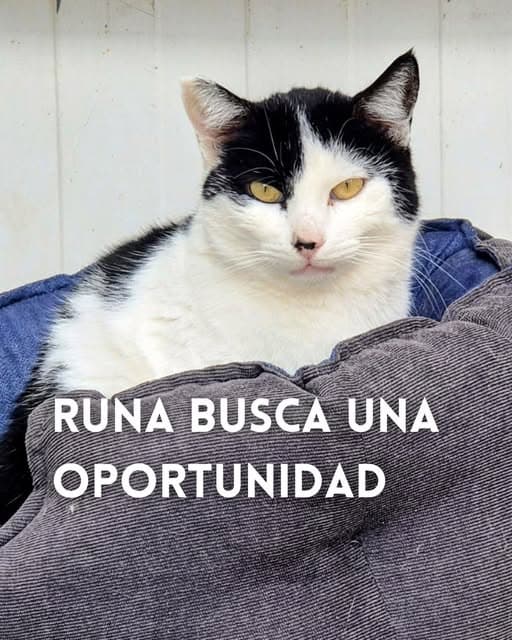 Runa (1/6)