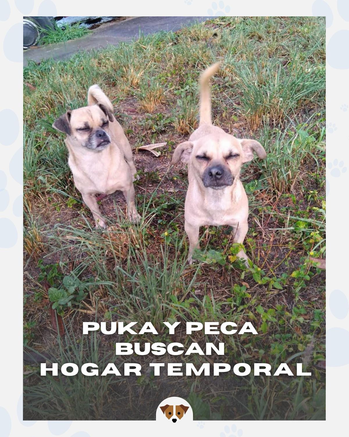 Puka, Peca (1/14)
