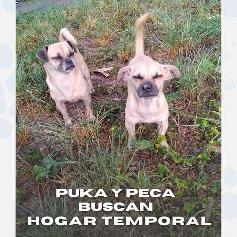 Puka, Peca (11/14)