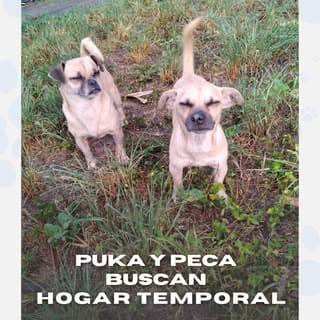 Puka, Peca (12/14)