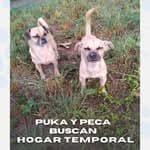 Puka, Peca (14/14)