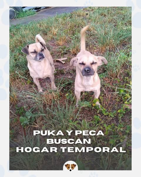 Puka, Peca (5/14)