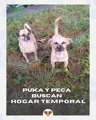 Puka, Peca (6/14)