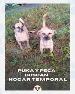 Puka, Peca (7/14)