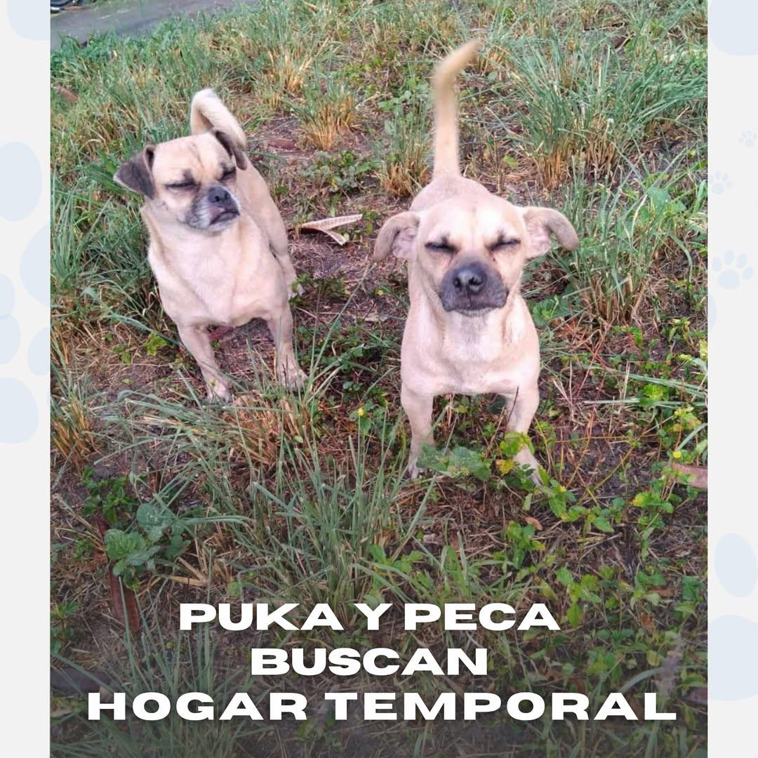 Puka, Peca (8/14)