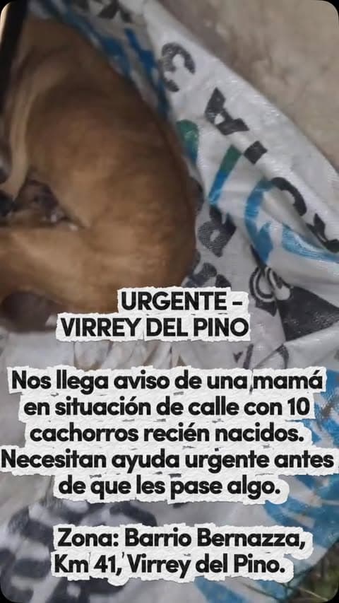 2 animalitos (4/13)