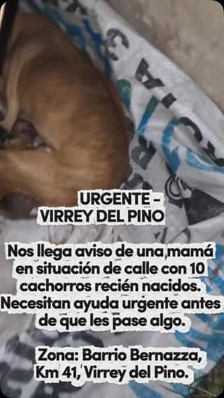 2 animalitos (5/13)
