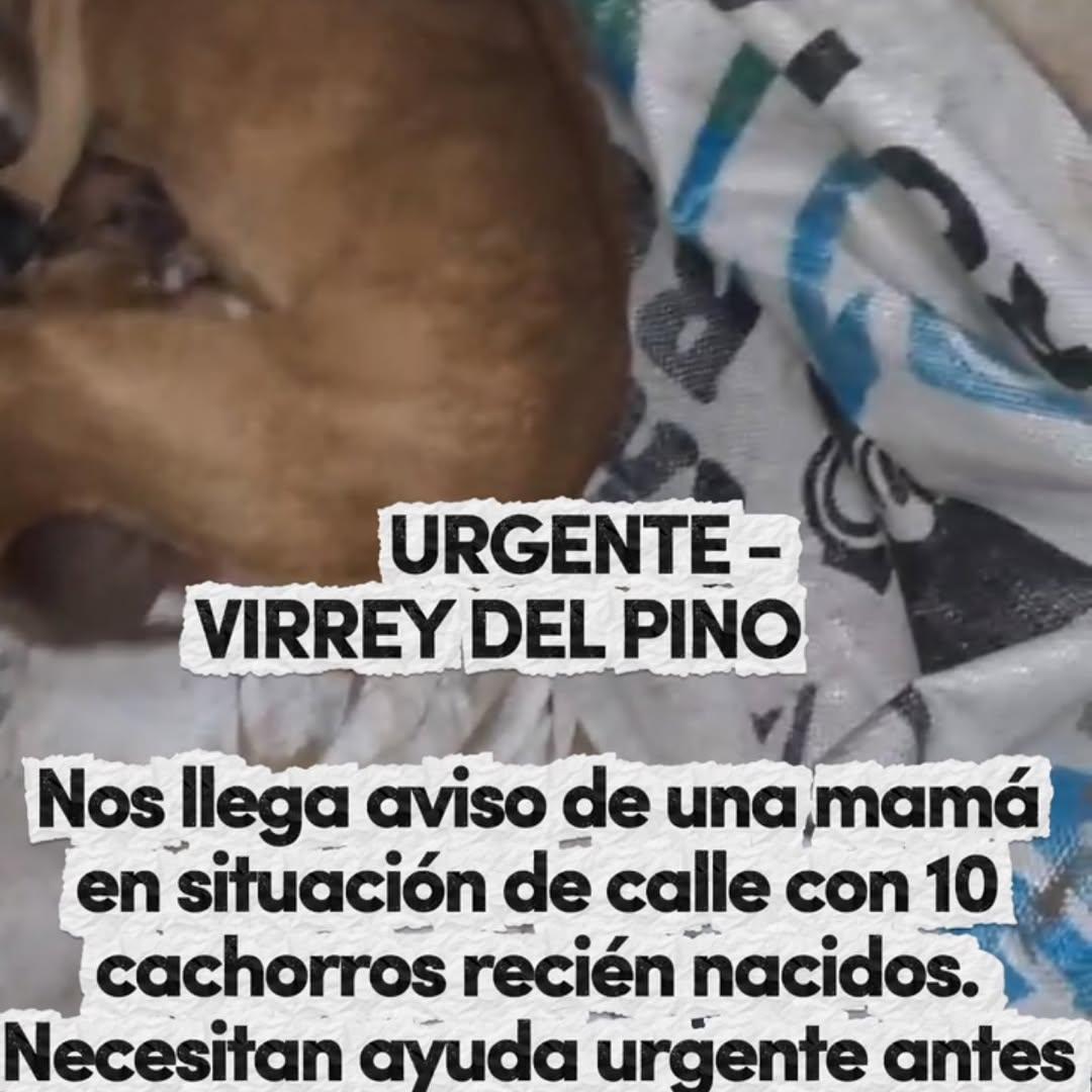 2 animalitos (7/13)