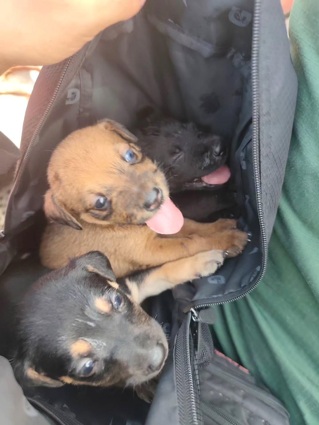 3 animalitos (3/6)