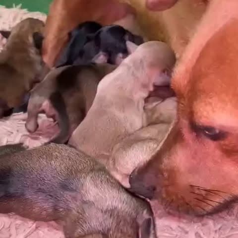 2 animalitos (8/11)