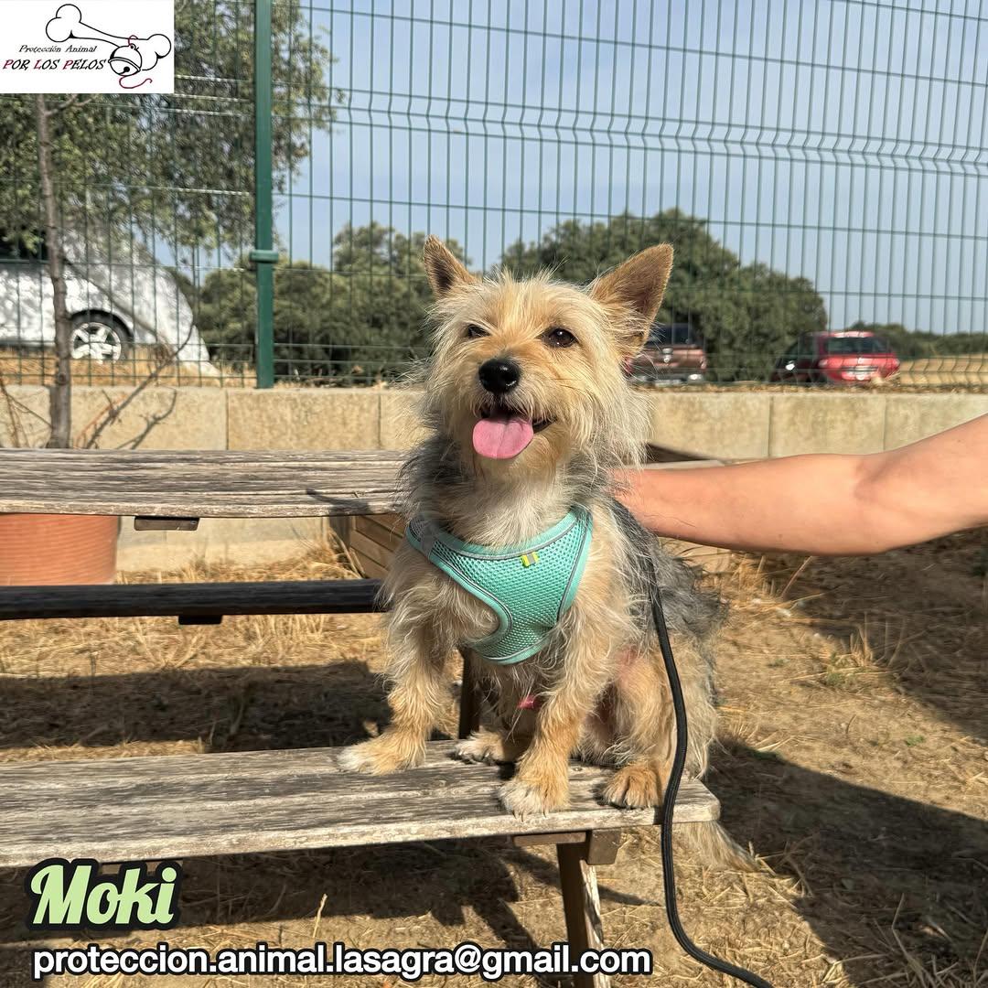 Moki (1/6)