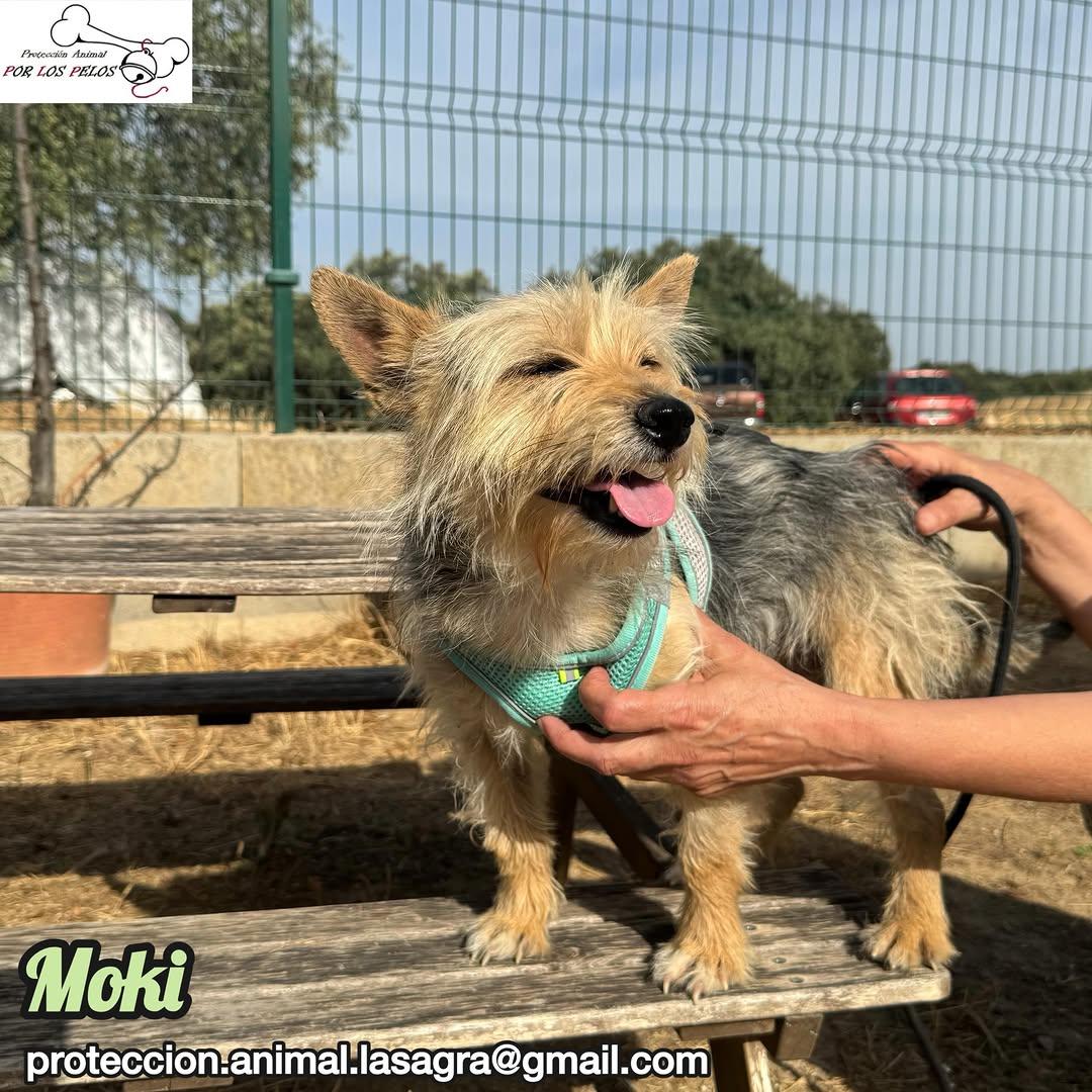 Moki (2/6)