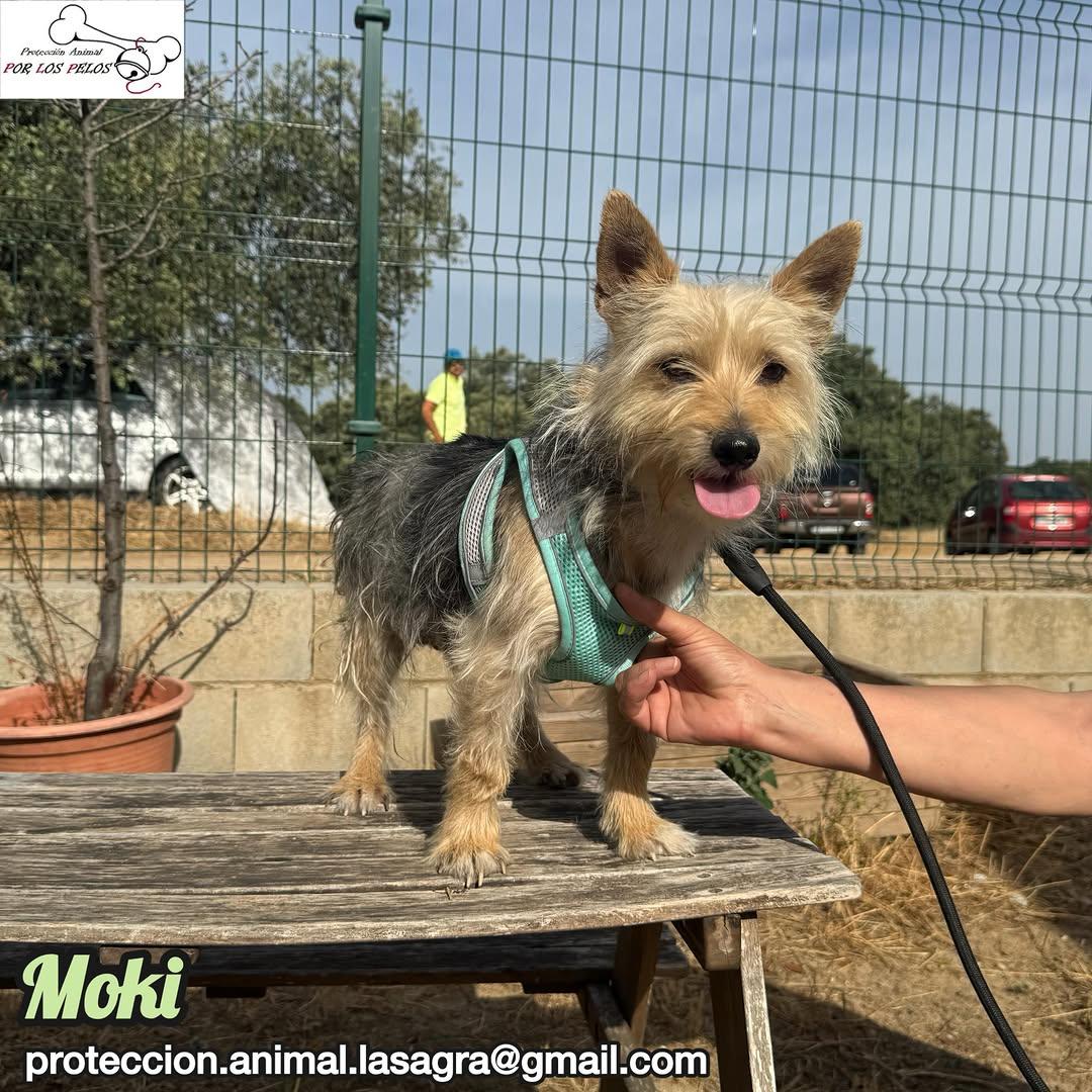 Moki (4/6)