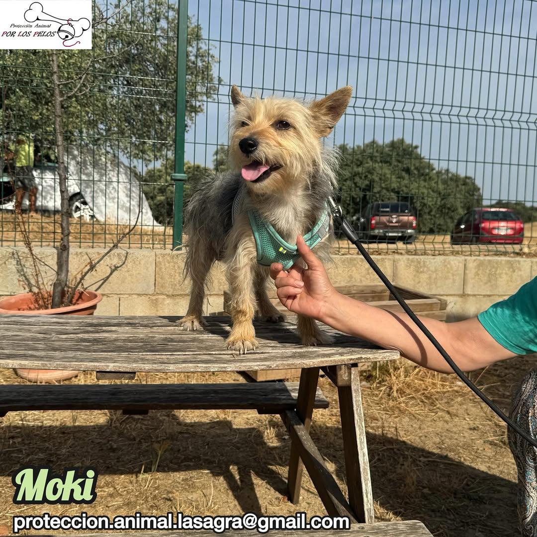 Moki (5/6)