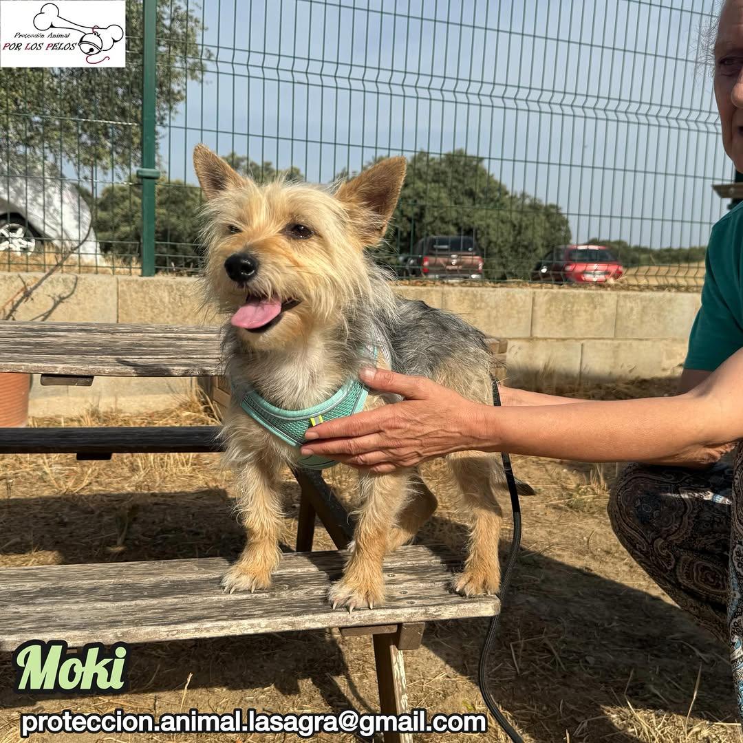 Moki (6/6)