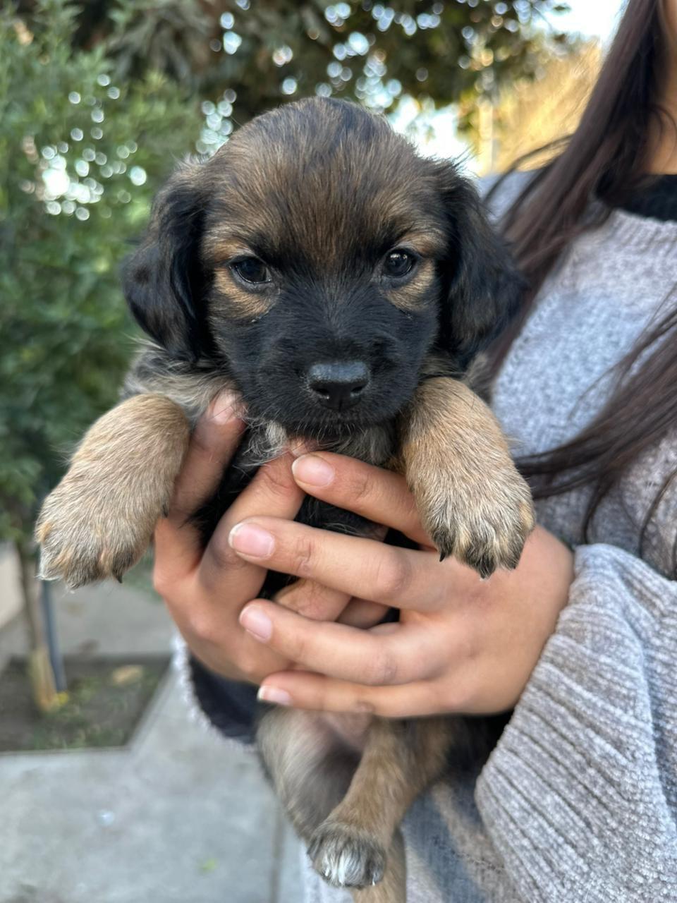 2 animalitos (2/12)