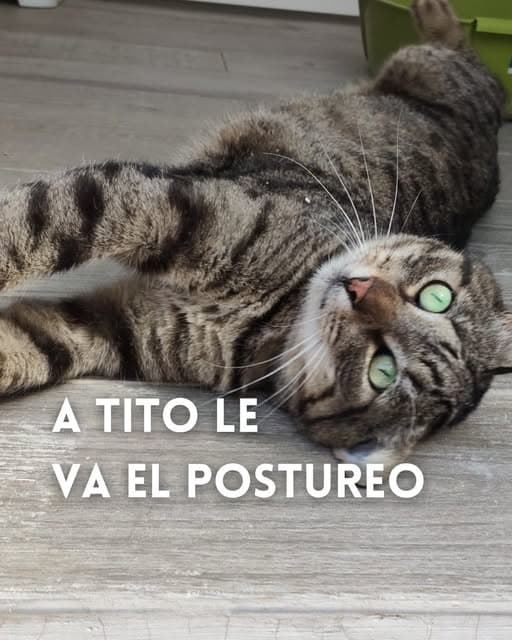 Tito (1/6)