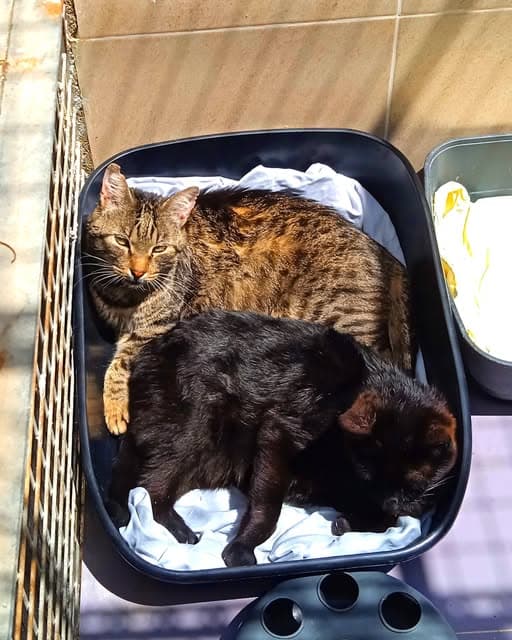 Tito (4/6)