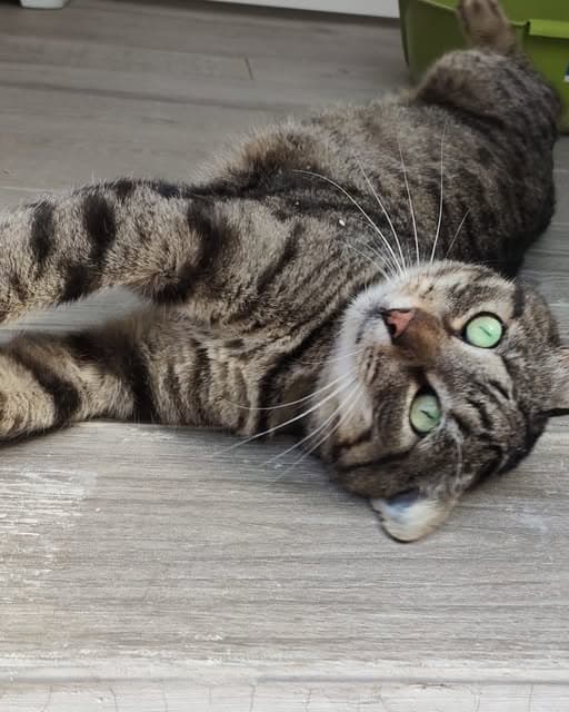 Tito (6/6)