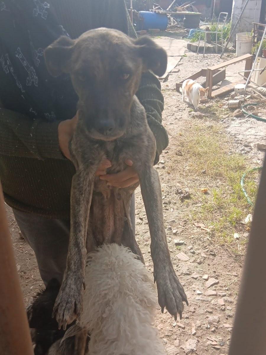 3 animalitos (2/3)