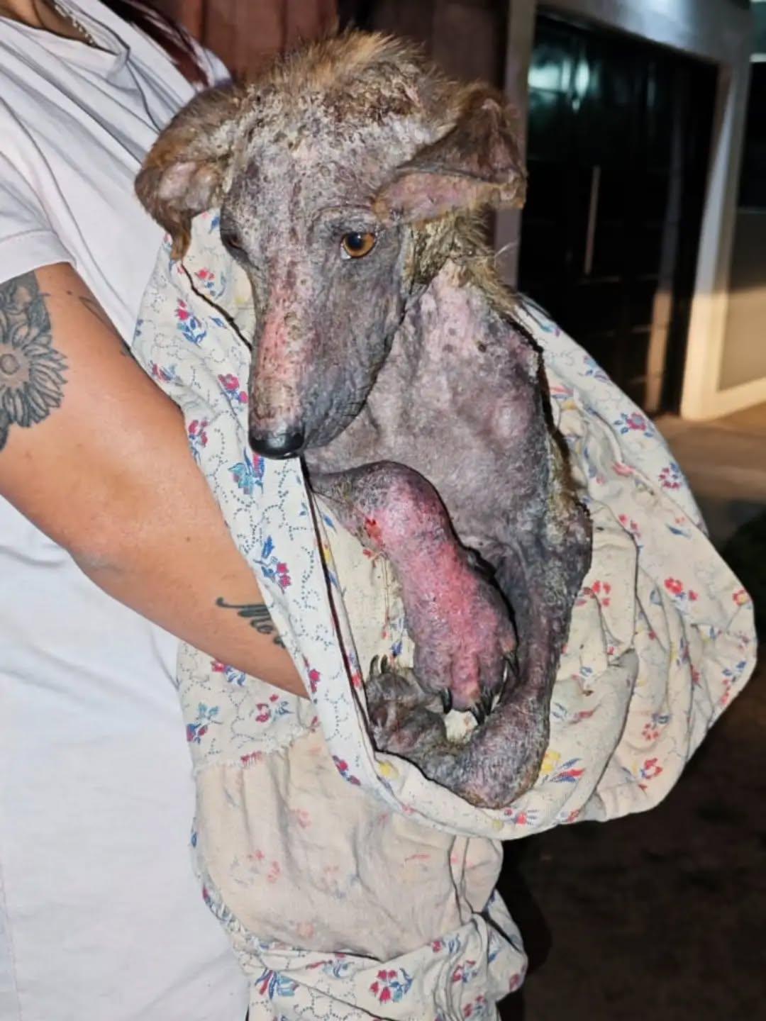 Dobby (1/2)