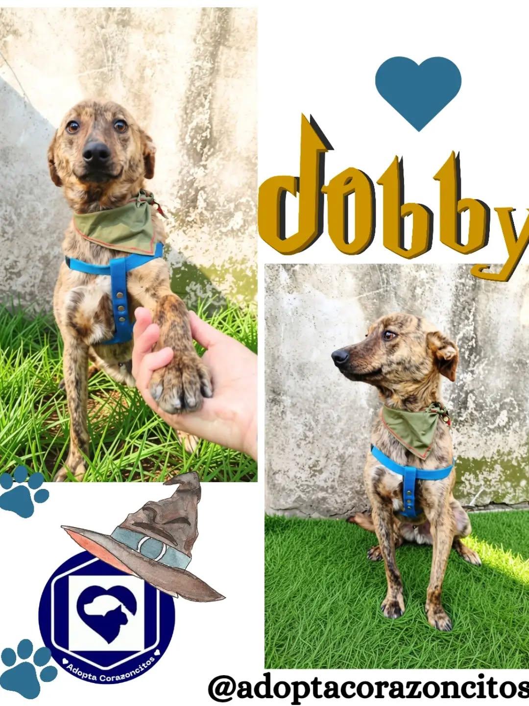 Dobby (2/2)