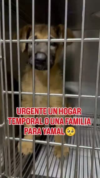 Yamal (3/11)