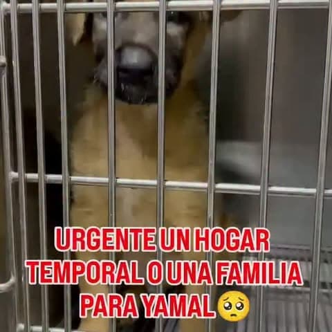 Yamal (8/11)