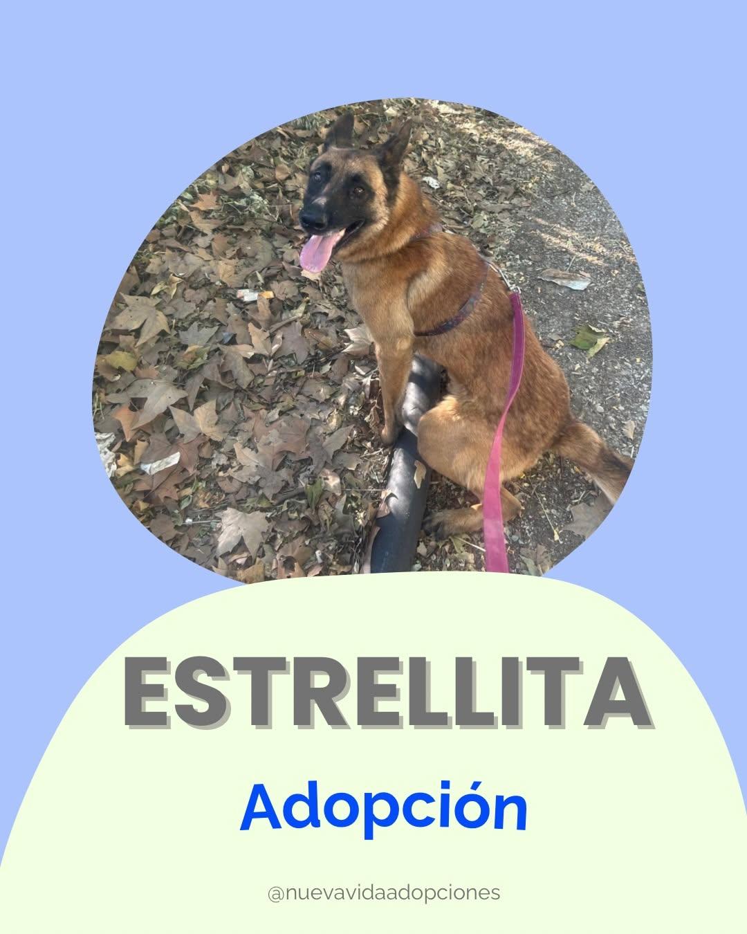 Estrellita Luminosa (1/4)
