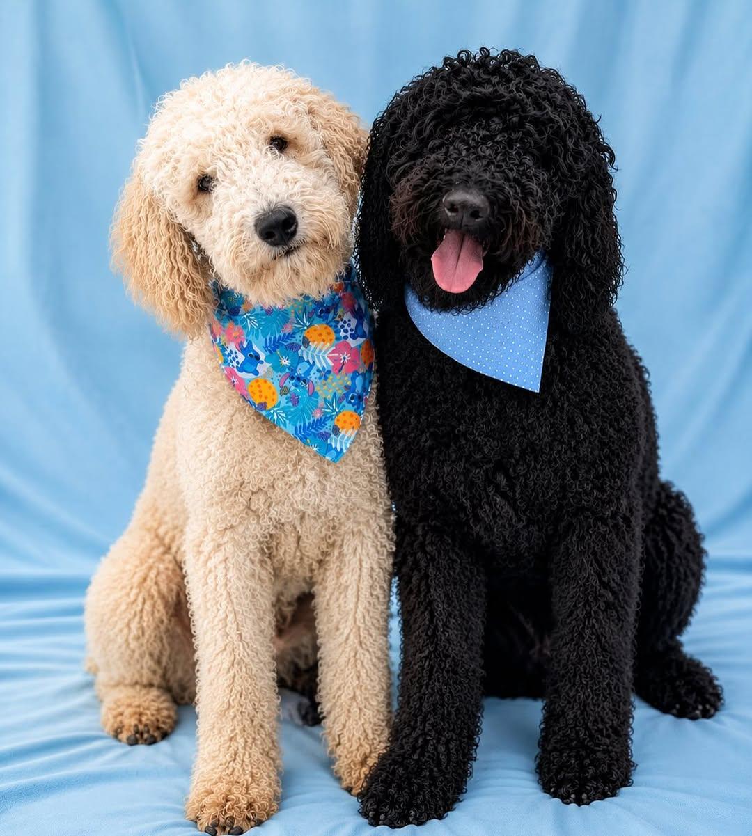 Coco, Brownie (1/14)