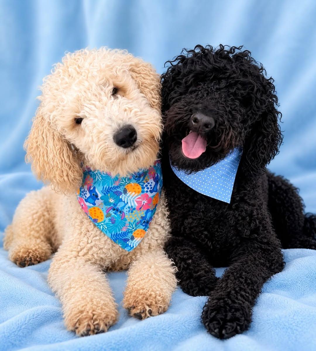 Coco, Brownie (2/14)